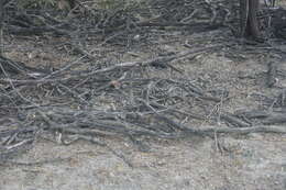 Image of Red-sided Curly-tailed Lizard