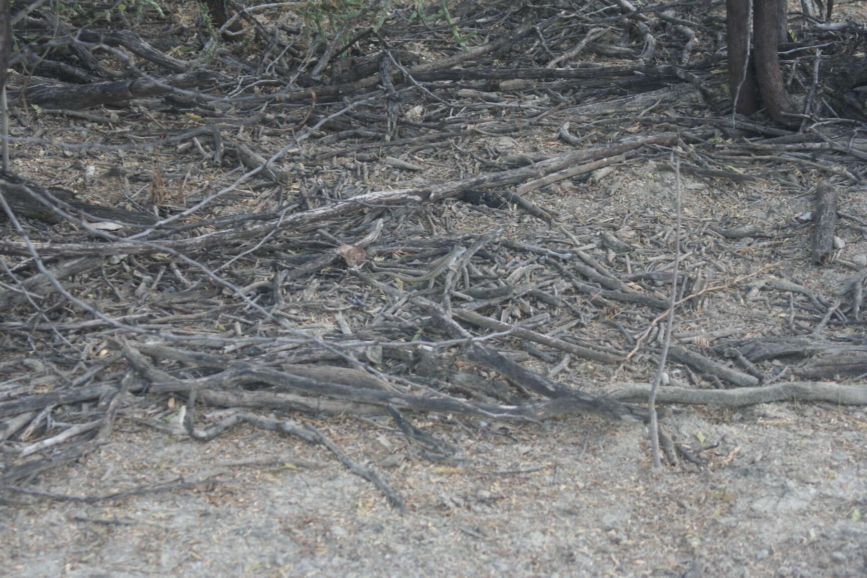 Image of Red-sided Curly-tailed Lizard