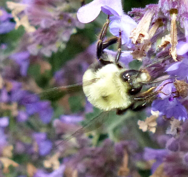 صورة Bombus bimaculatus Cresson 1864