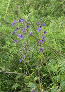 Image of Delphinium maackianum Regel