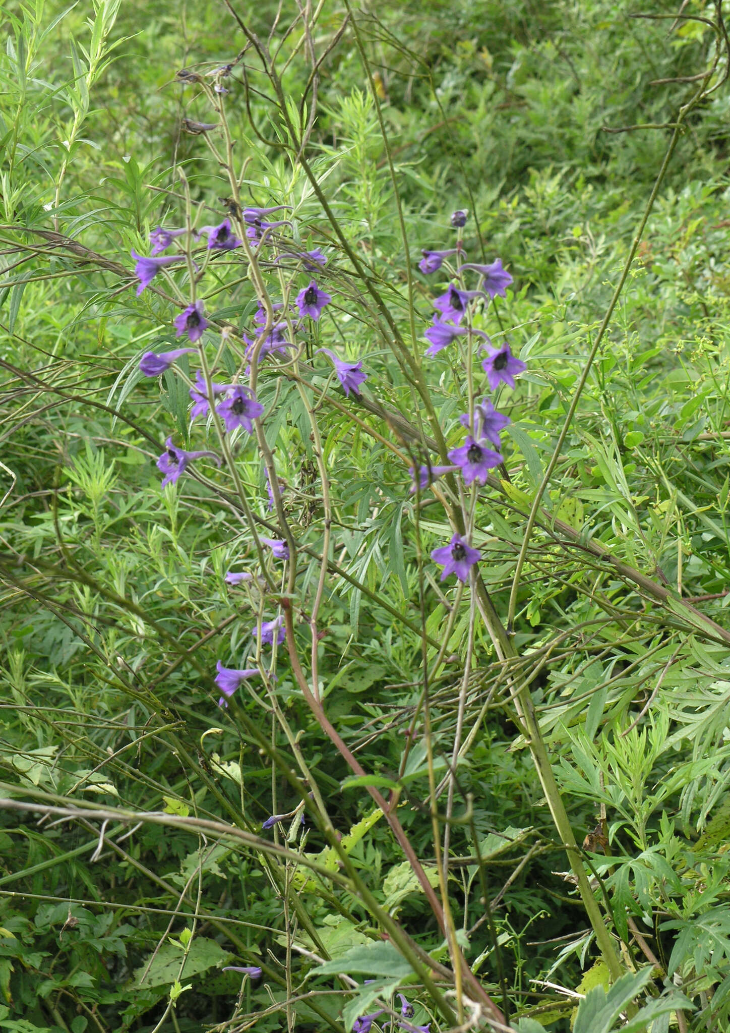 Delphinium maackianum Regel的圖片