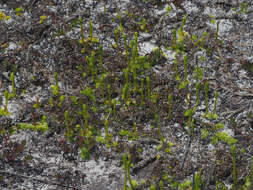 Image of slender clubmoss