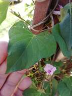 Plancia ëd Ipomoea triloba L.