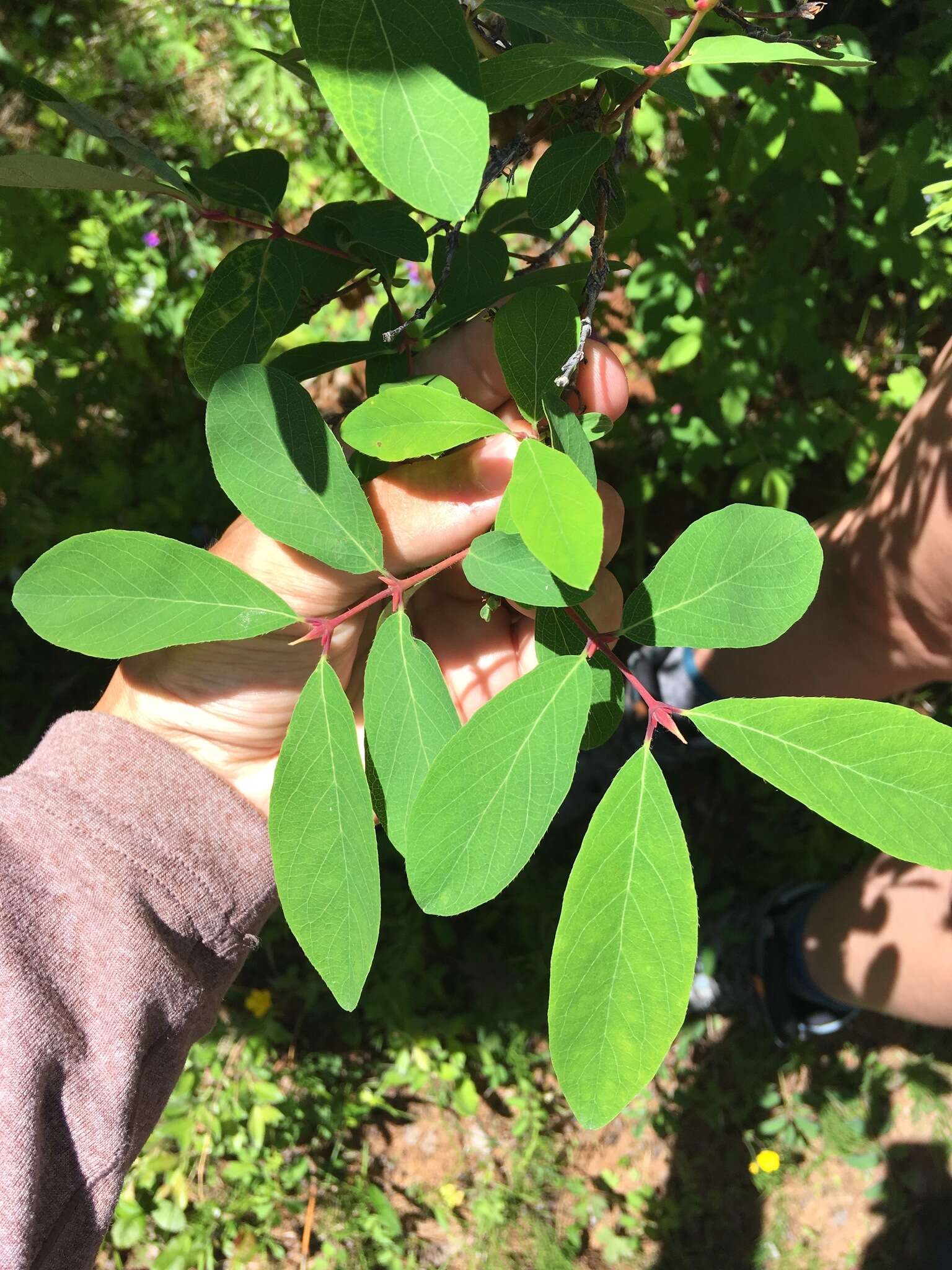 Imagem de Lonicera caerulea L.