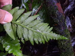 Image of Asplenium wrightii Eaton ex Hook.