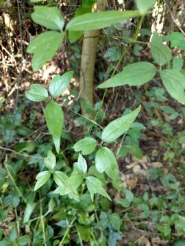 Image of Clematis formosana Kuntze