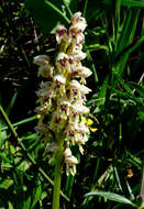 Orchis galilaea (Bornm. & M. Schulze) Schltr. resmi