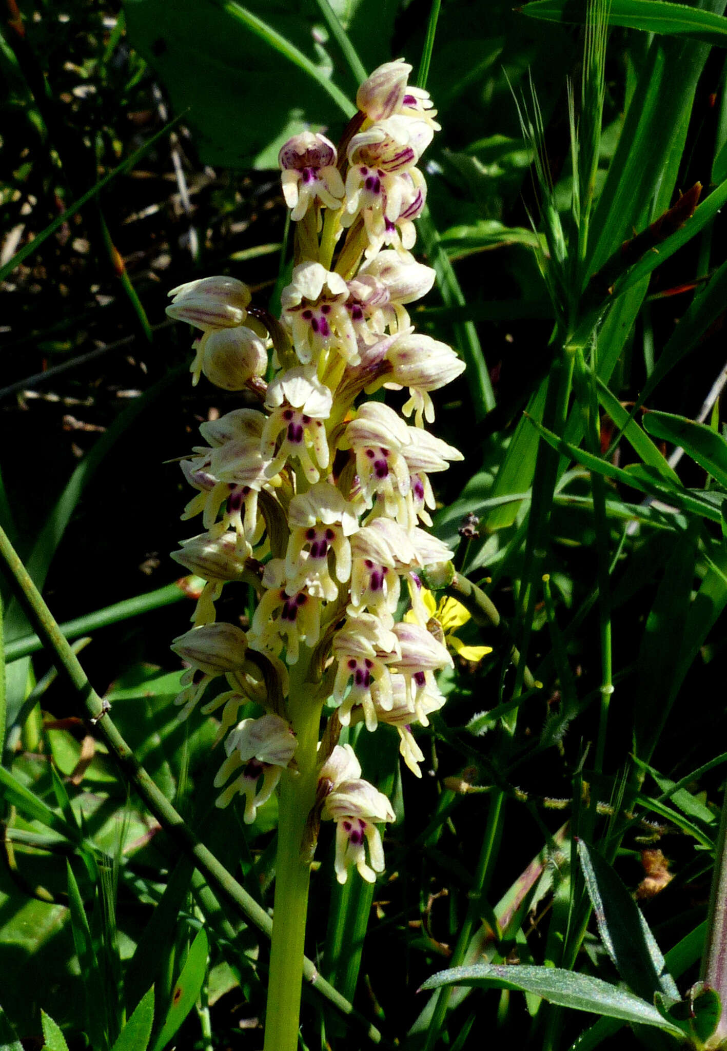 Orchis galilaea (Bornm. & M. Schulze) Schltr. resmi