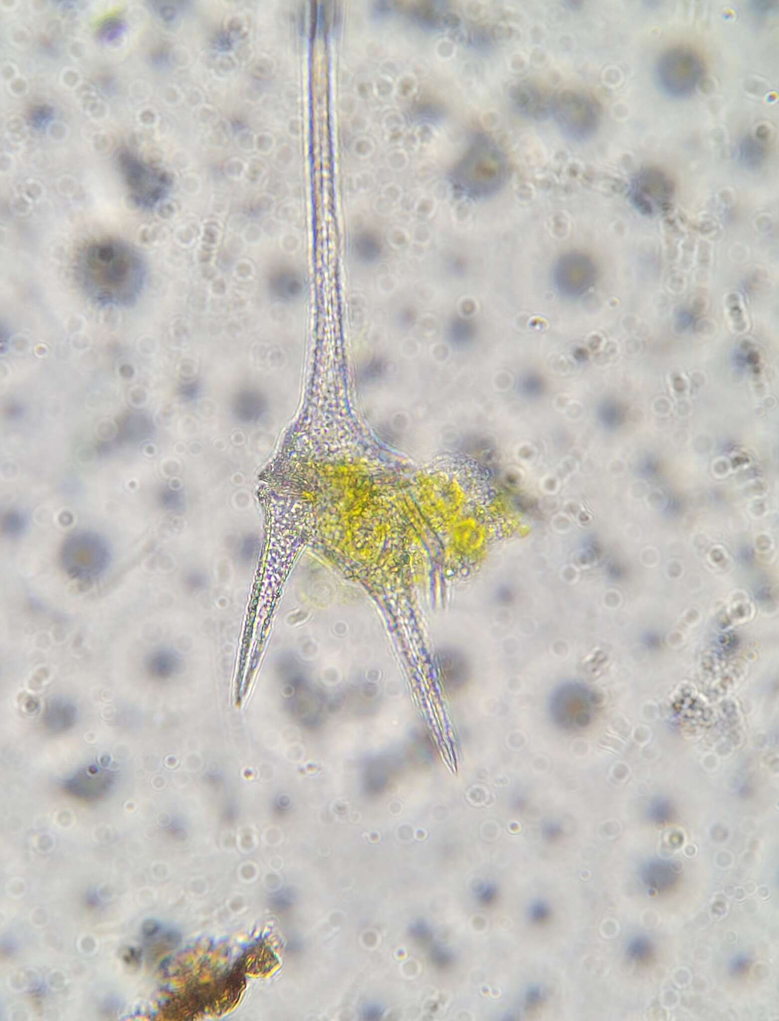 صورة Ceratium hirundinella