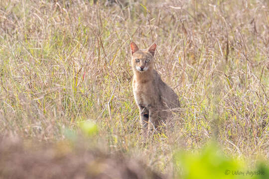 Image of jungle cat