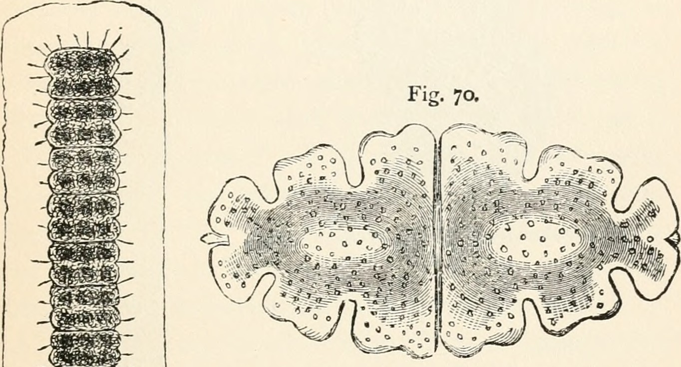 Image of Euastrum