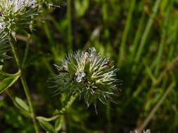 Pycnanthemum flexuosum (Walter) Britton, Sterns & Poggenb. resmi