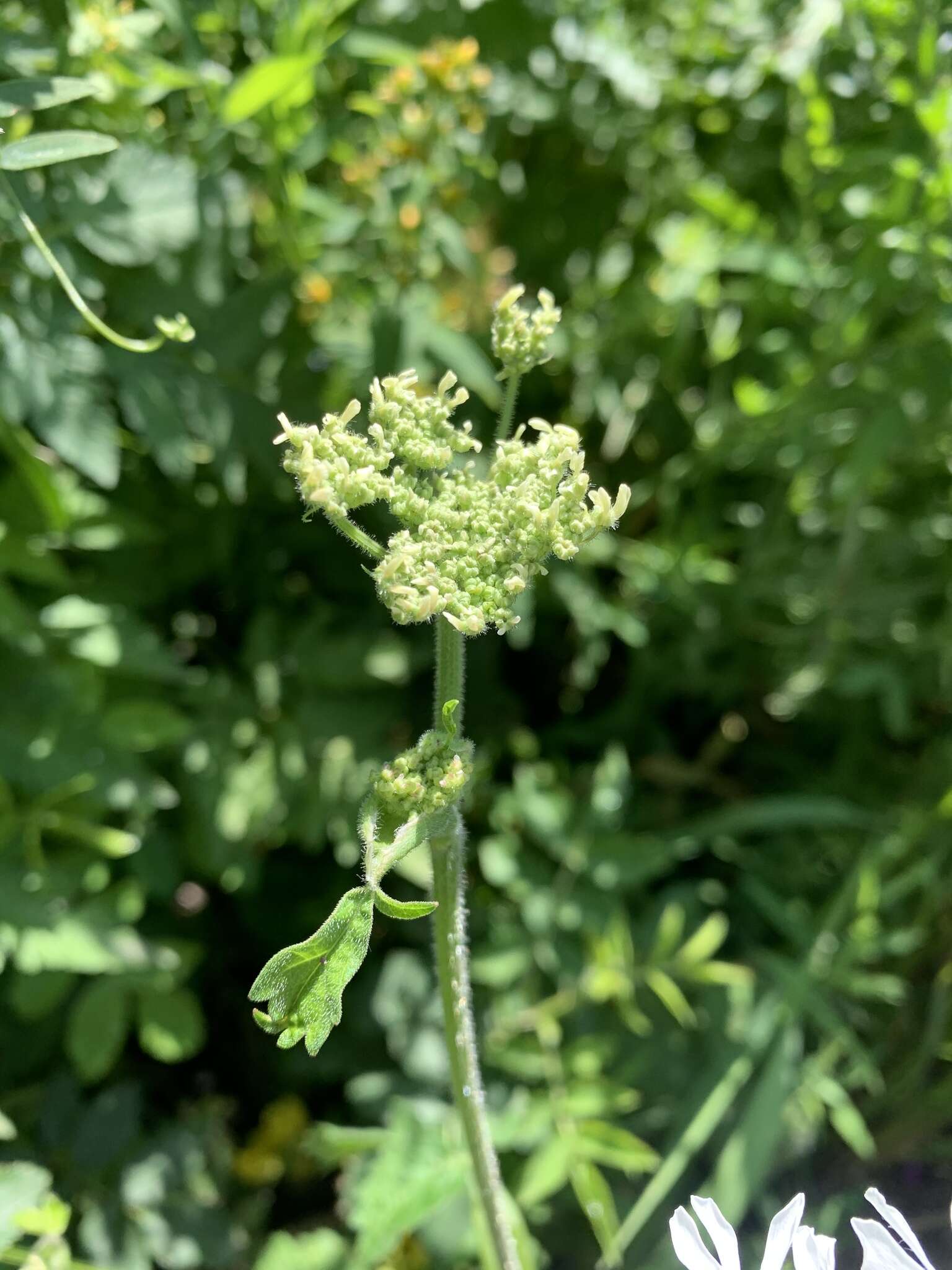 Heracleum chorodanum (Hoffm.) DC.的圖片