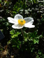 Image of Snowdrop Anemone