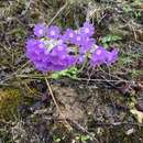 Image of Primula stenocalyx Maxim.