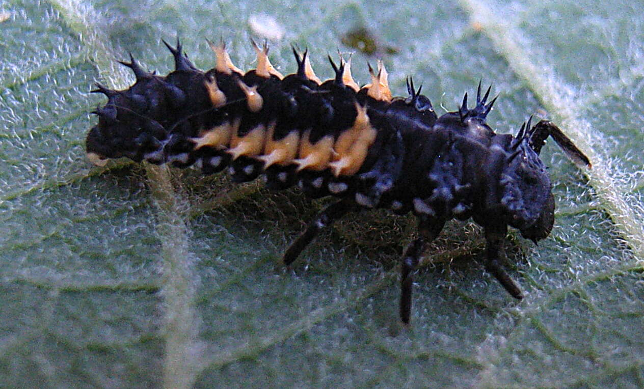 Image of Harlequin Ladybird