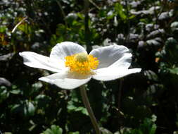 Image of Snowdrop Anemone