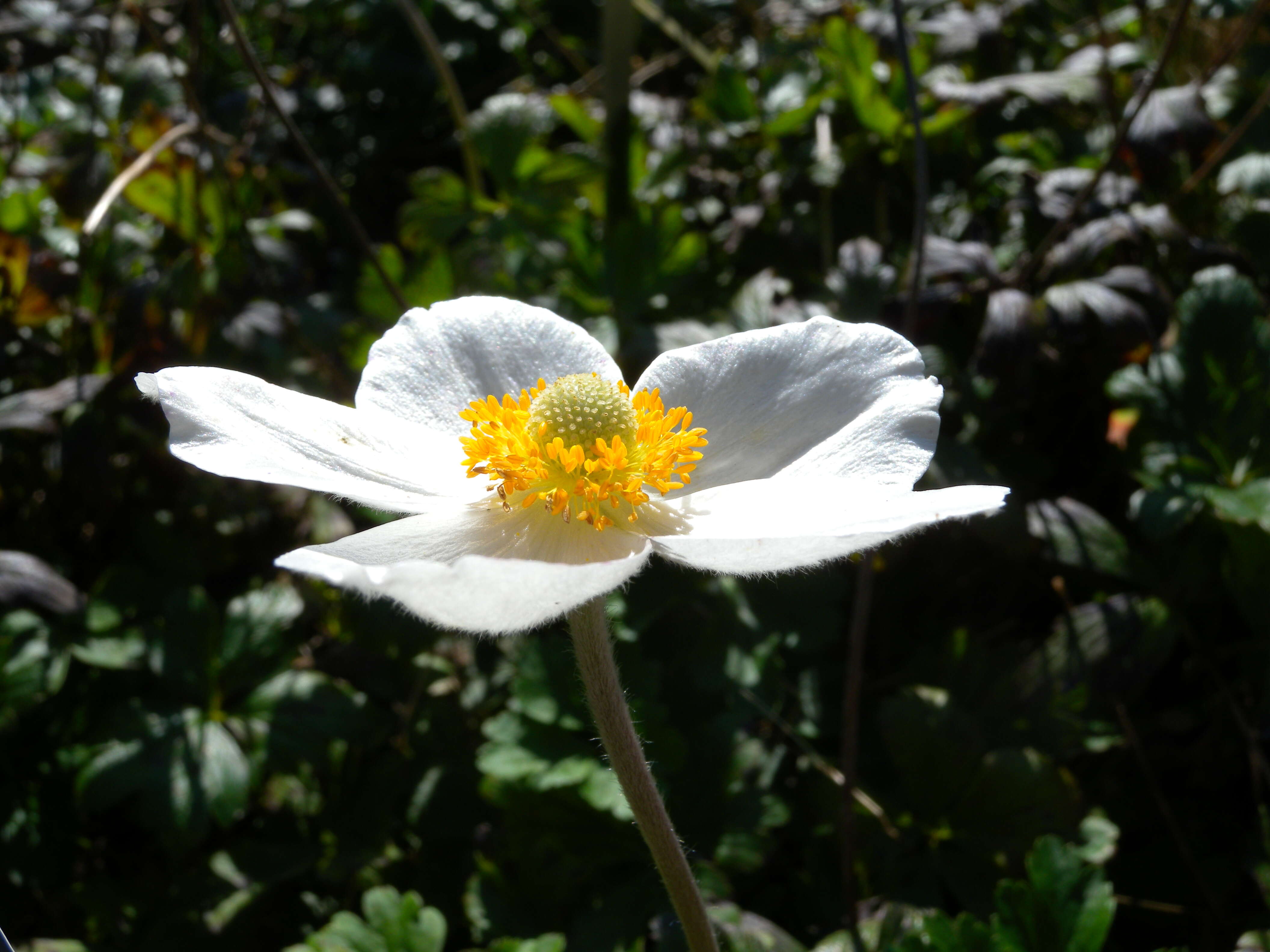 Image of Snowdrop Anemone