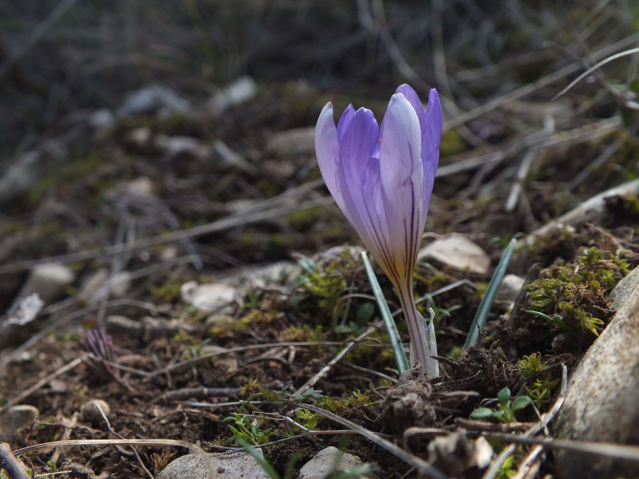 Image of various-coloured crocus