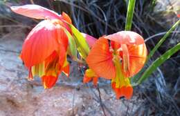 Image of Gladiolus speciosus Thunb.