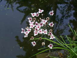 Image of flowering rush family