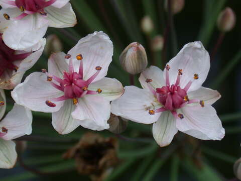 Image of flowering rush family