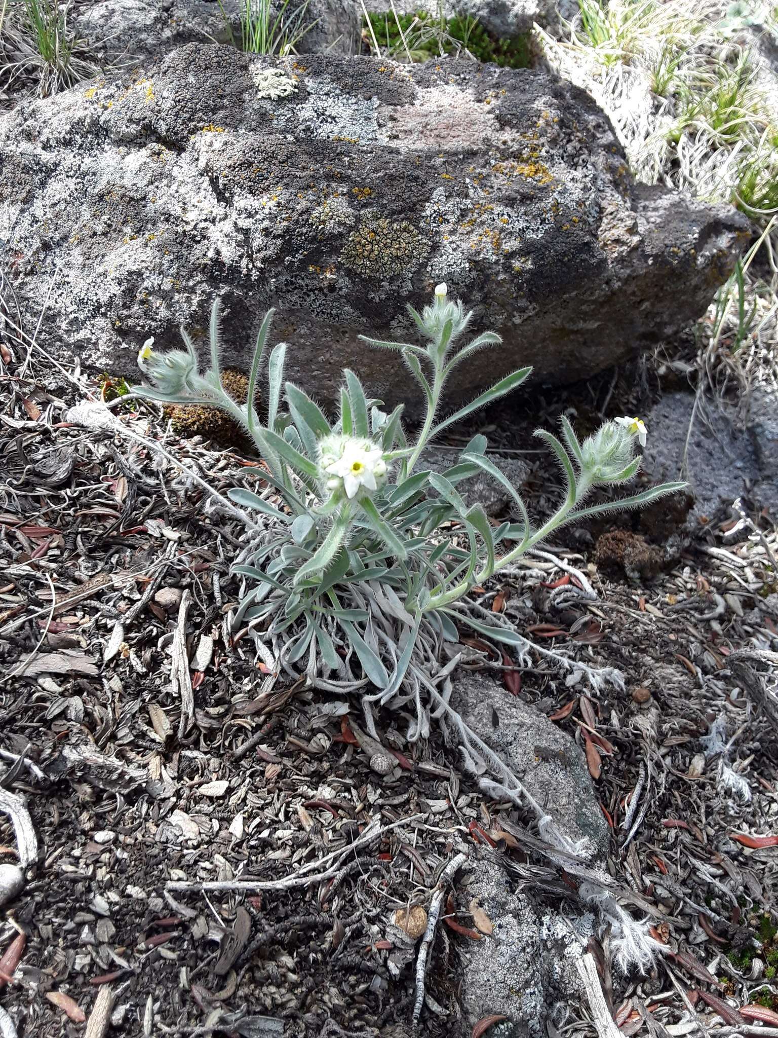 Plancia ëd Oreocarya flavoculata A. Nels.