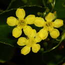 Image de Liparophyllum latifolium (Benth.) Tippery & Les