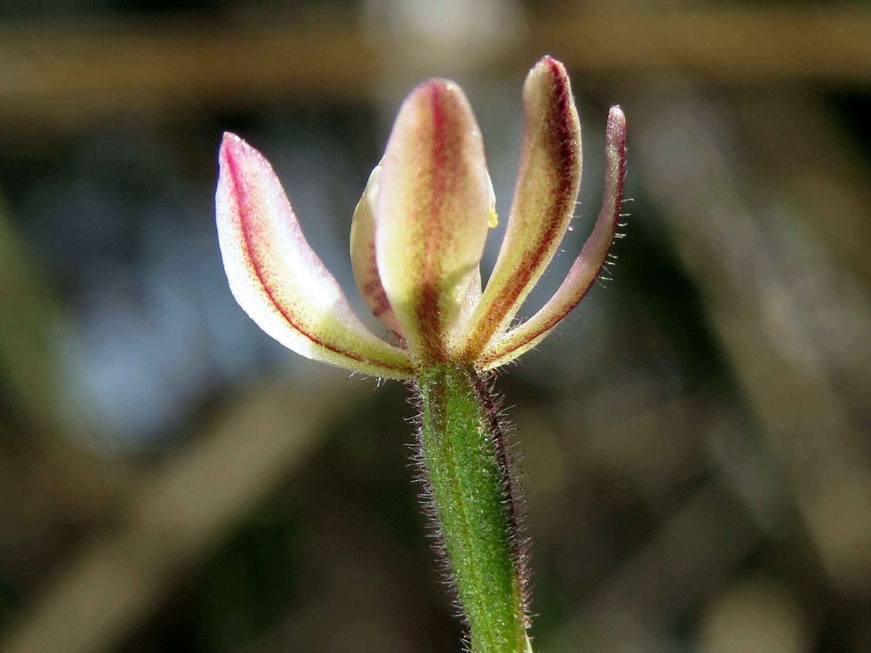 Image of Lesser fingers