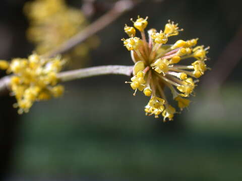 Image of Cornelian cherry dogwood