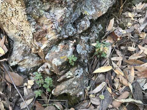 Hedeoma dentata Torr. resmi