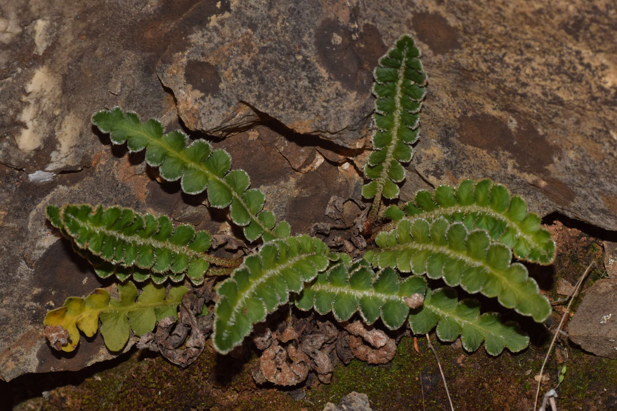 Plancia ëd Asplenium ceterach L.