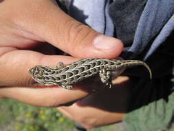 صورة Sceloporus goldmani Smith 1937