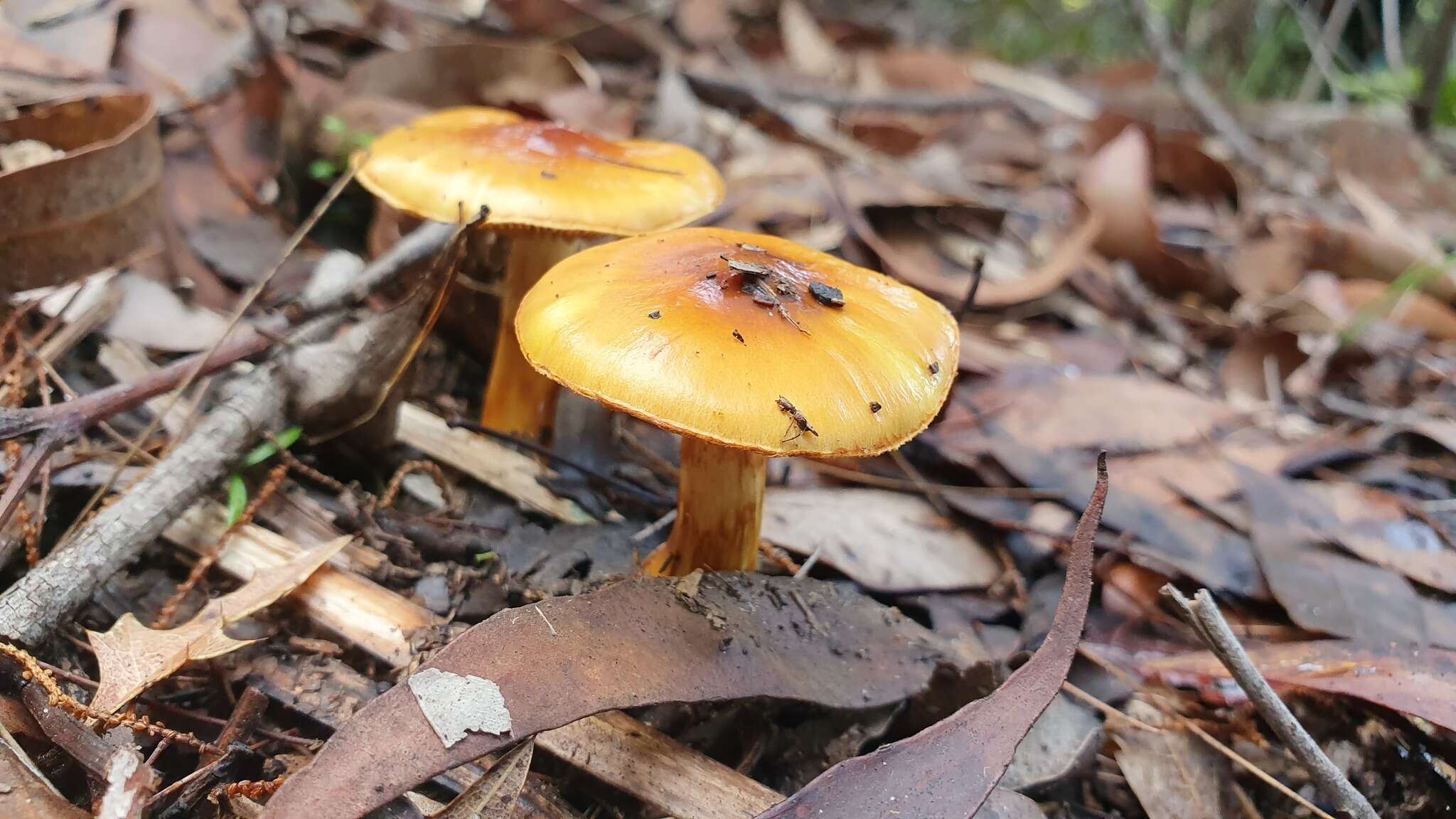 Image of Cortinarius sinapicolor Cleland 1933