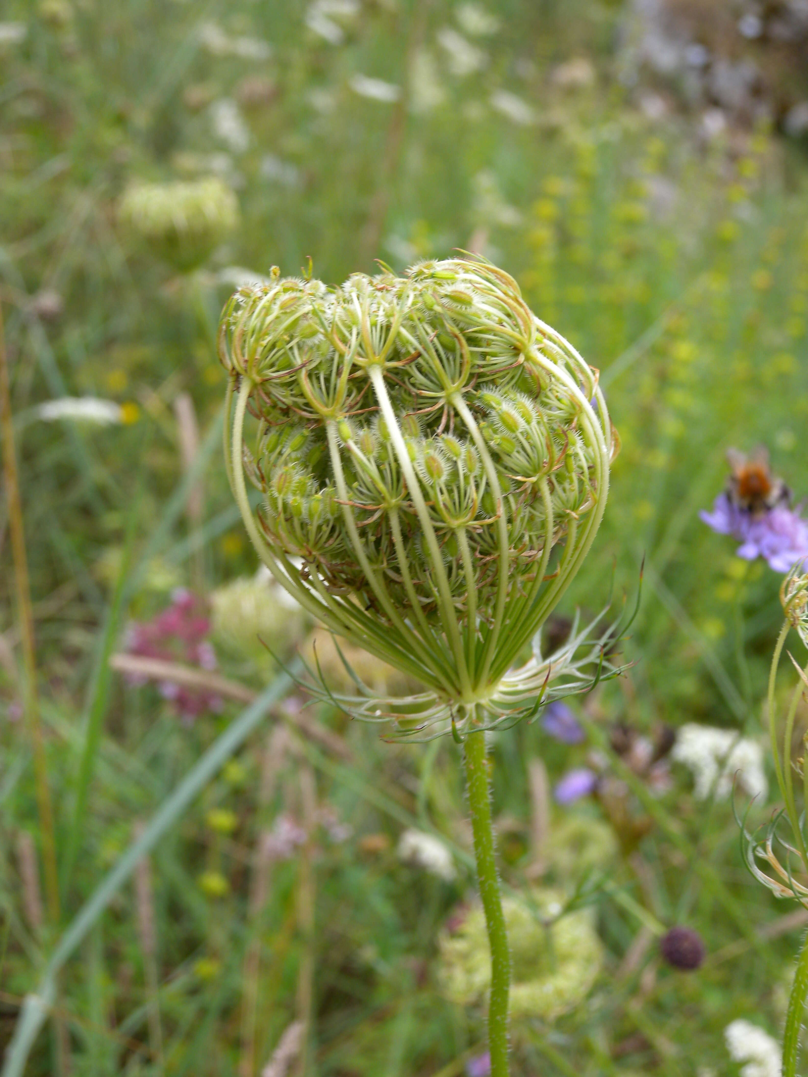 Image of Queen Anne's lace