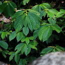 Image of Elatostema macrophyllum Brongn.