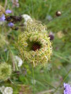 Image of <i>Graphosoma italicum</i>