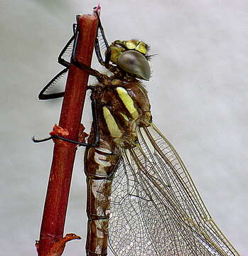 Image of Common Hawker