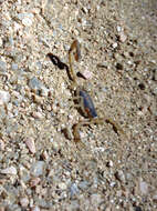 Image of Striped Bark Scorpion