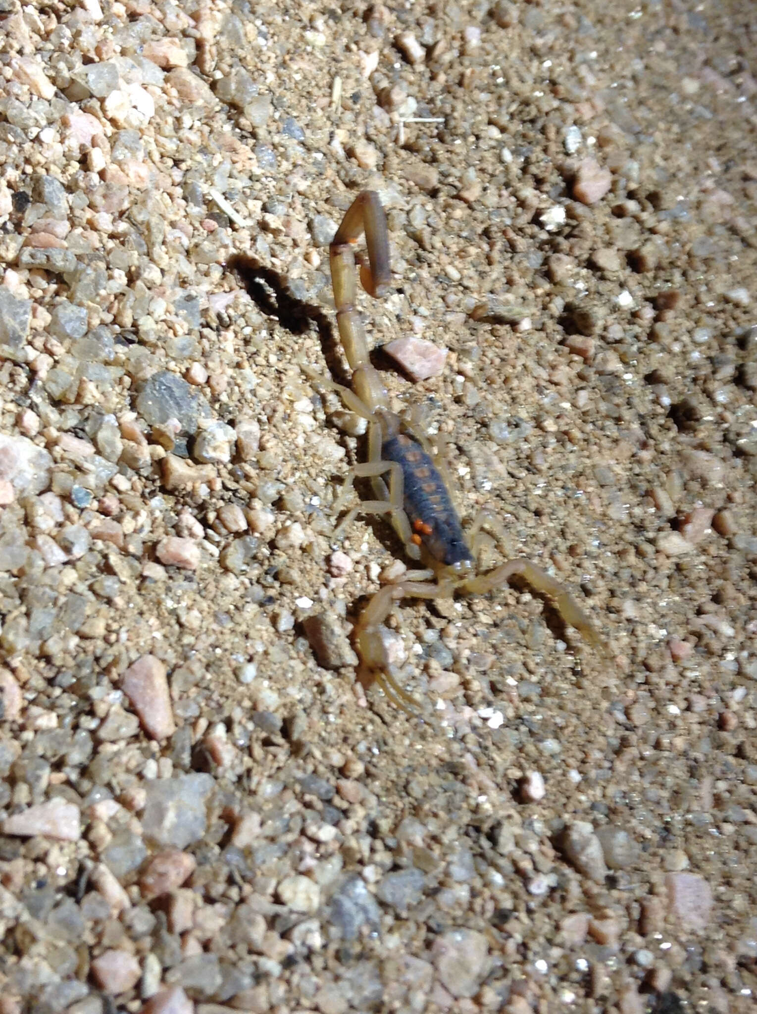 Image of Striped Bark Scorpion