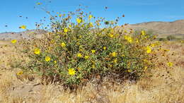 Image of slender sunflower