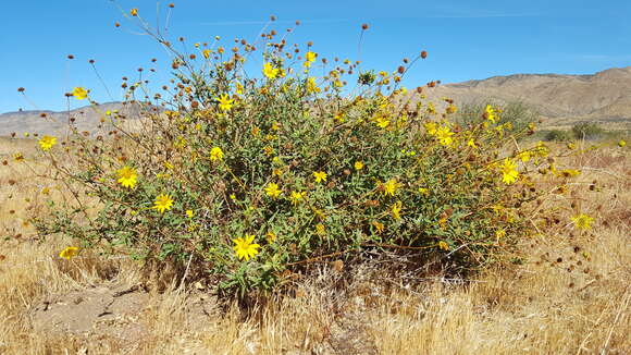 Image of slender sunflower