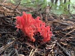 Ramaria araiospora Marr & D. E. Stuntz 1974的圖片