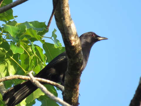 Image of Melanoptila Sclater & PL 1858