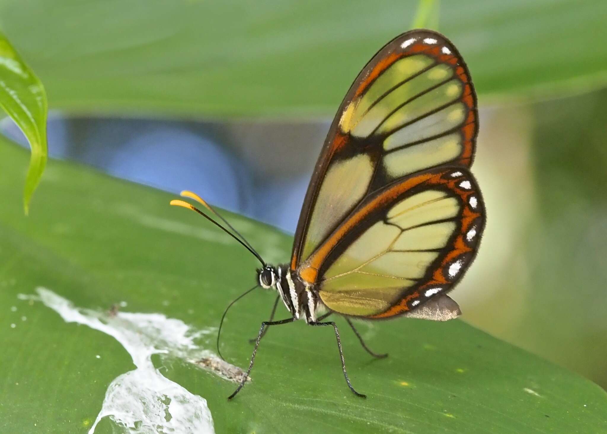 Image of <i>Pteronymia ozia tanampaya</i>