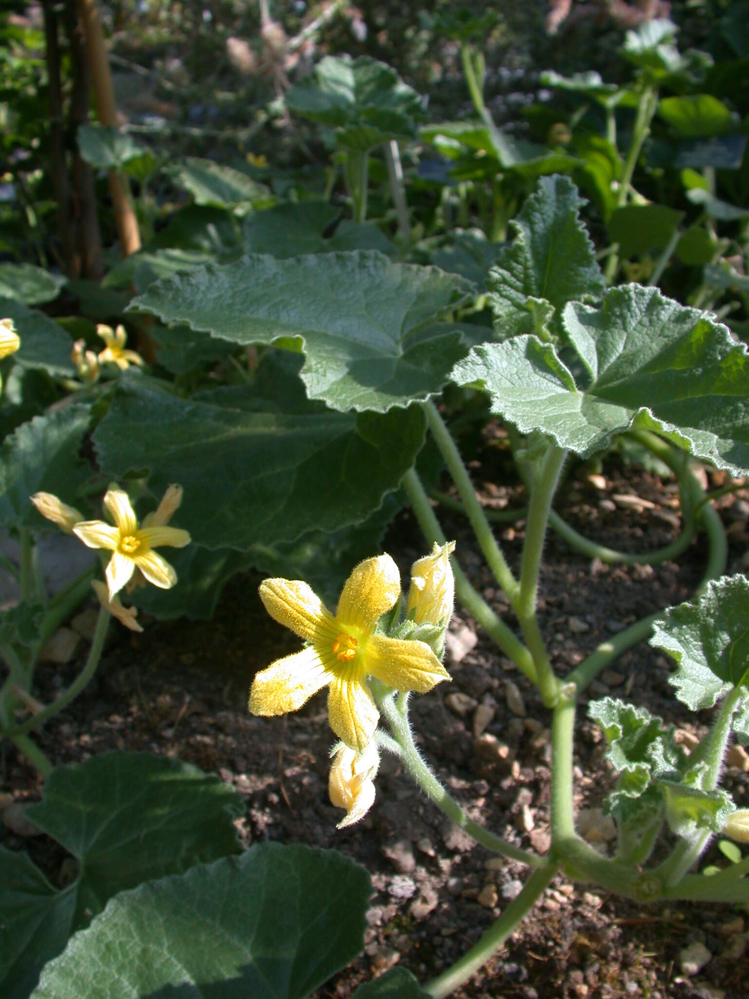 Image of squirting cucumber