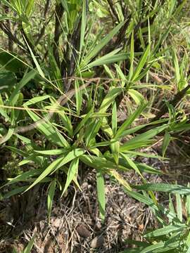 Image of Xerophyta pauciramosa (L. B. Sm. & Ayensu) Behnke