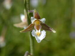 Imagem de Epipactis palustris (L.) Crantz