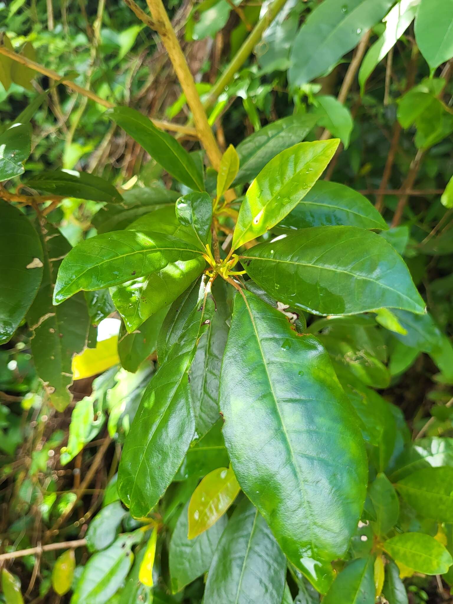 Sivun Gesneria pedunculosa (DC.) Fritsch kuva