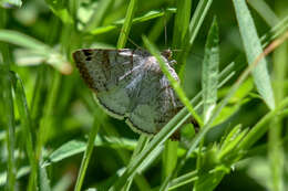 Imagem de Caenurgina caerulea Grote 1873